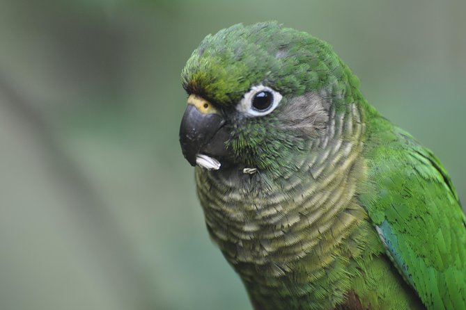 Birdwatching tour to Tijuca National Park with Pica-pau Tours - Vista Chinesa Brings the Big Rio View