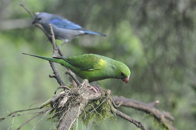 Birdwatching tour to Tijuca National Park with Pica-pau Tours - Alto da Boa Vista and the Coffee Break