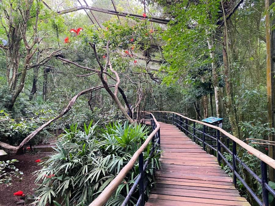 Brazilian Falls, Bird Park and Itaipu Dam - The Brazilian side of Iguassu Falls