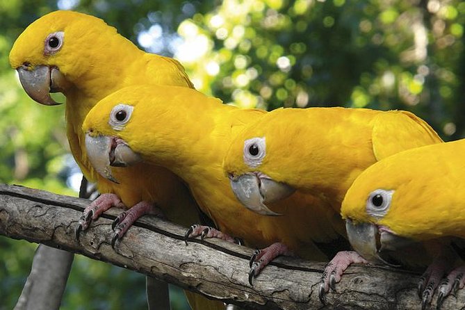 Brazilian Falls, Bird Park and Itaipu Dam from Foz do Iguaçu - One day, three very different Brazilian sights
