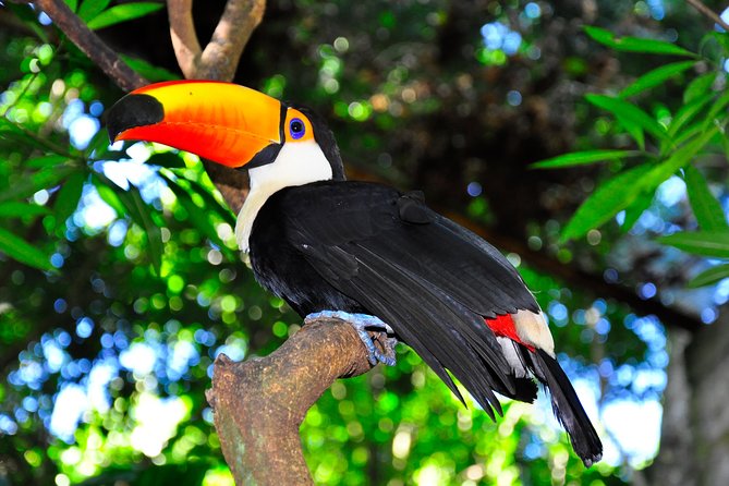 Brazilian Falls, Bird Park and Itaipu Dam from Foz do Iguaçu - Timing, pace, and what to bring