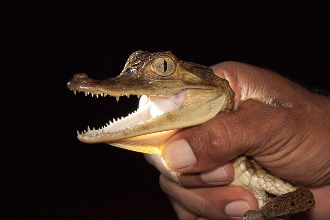 Caiman Spotting - What the $92 price buys you in Manaus