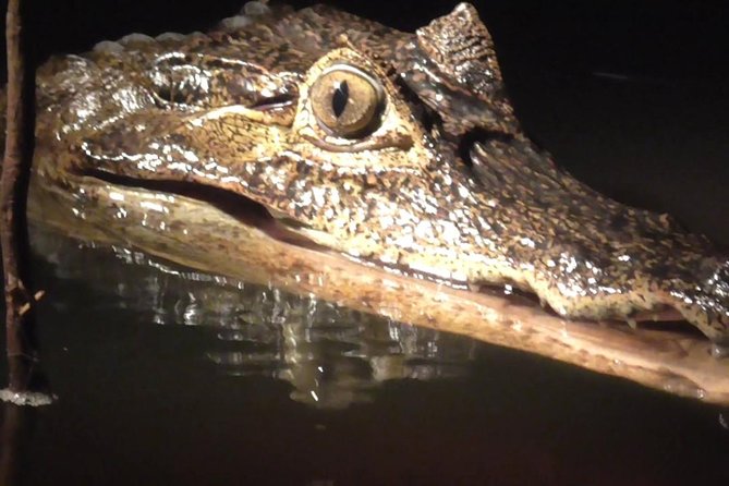 Caiman Spotting - Why the night boat ride matters