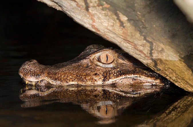 Caiman Spotting - The guide and language question