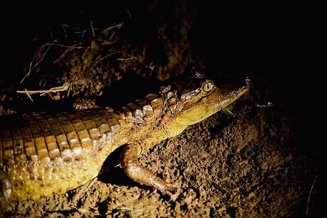 Caiman Spotting - The 5:00 pm pickup and the trip out
