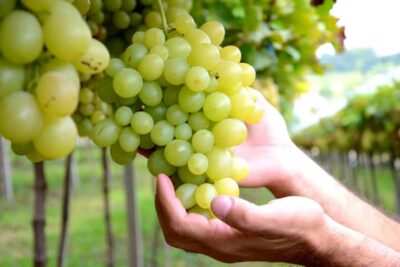 Canela/Gramado: South Wineries, Wine Train, & Italian Park