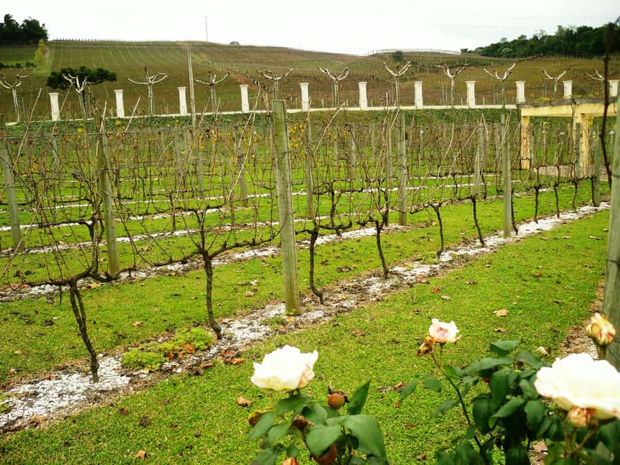 Canela/Gramado: South Wineries, Wine Train, & Italian Park - Tramontina, cheese, and the final shopping stops