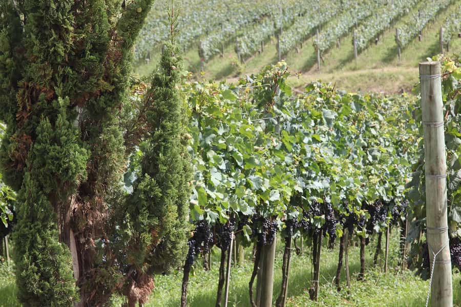 Canela/Gramado: South Wineries, Wine Train, & Italian Park - What the 12-hour schedule feels like