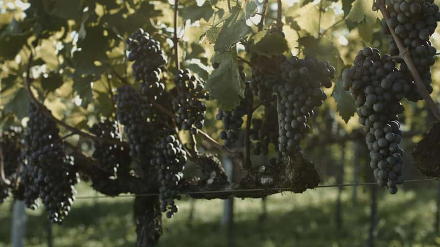 Canela/Gramado: South Wineries, Wine Train, & Italian Park - Who should book this Serra Gaúcha day?