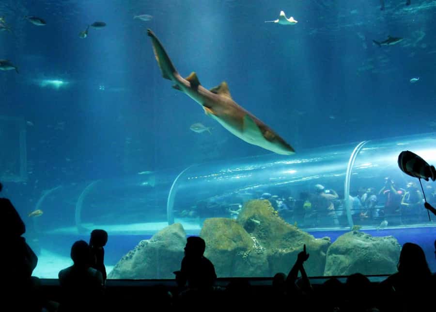 Discover AquaRio & Olympic Boulevard: Marine Life and Art - Why this AquaRio and Olympic Boulevard pairing works