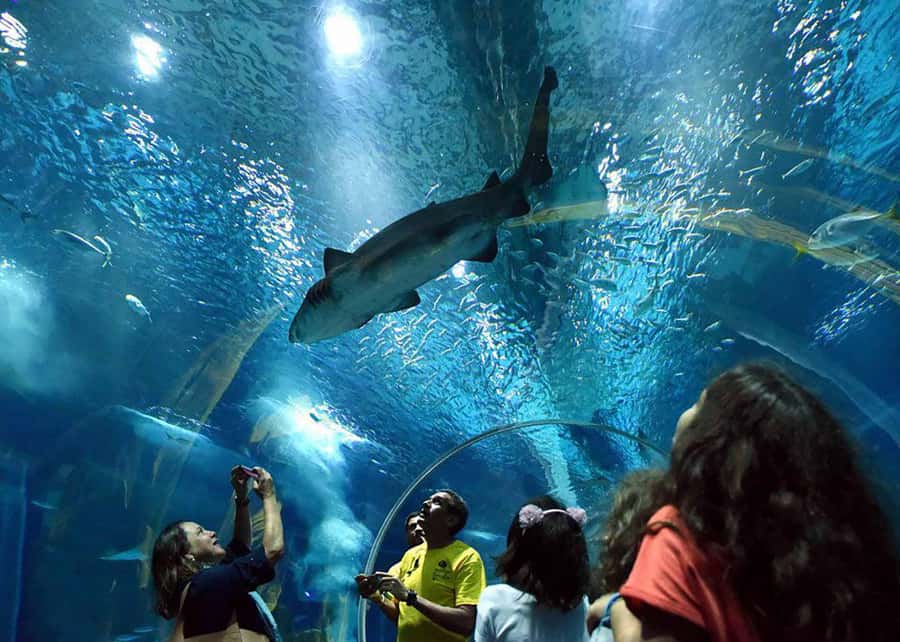 Discover AquaRio & Olympic Boulevard: Marine Life and Art - Inside AquaRio, four floors of marine life