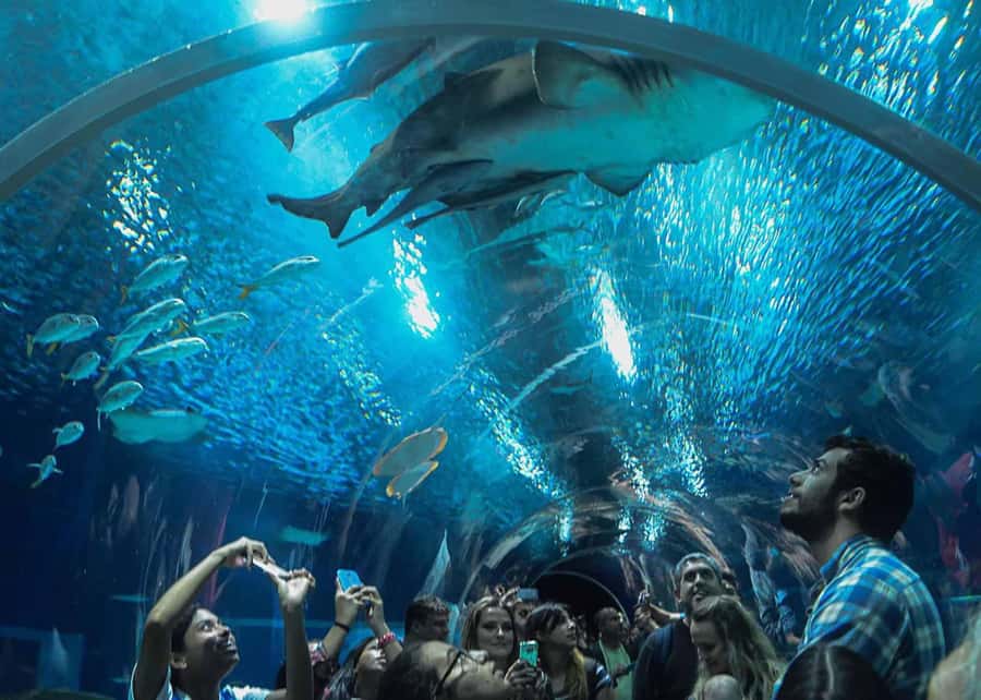 Discover AquaRio & Olympic Boulevard: Marine Life and Art - Getting from the beach districts to the Port Zone