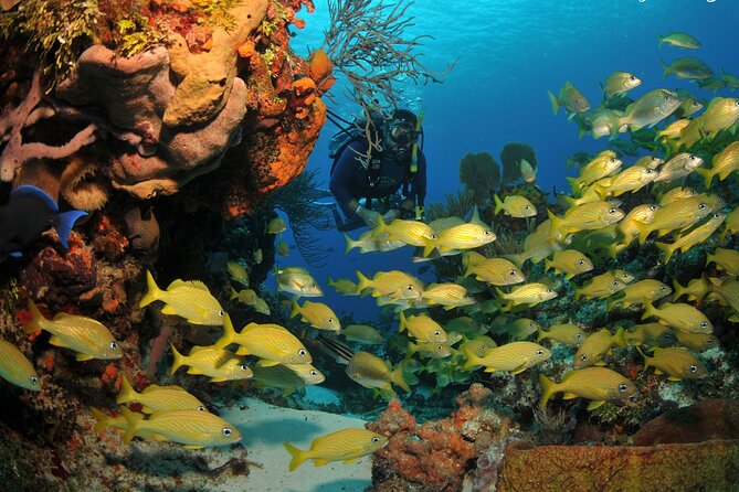 Discover scuba diving in Búzios - Key things to know before booking