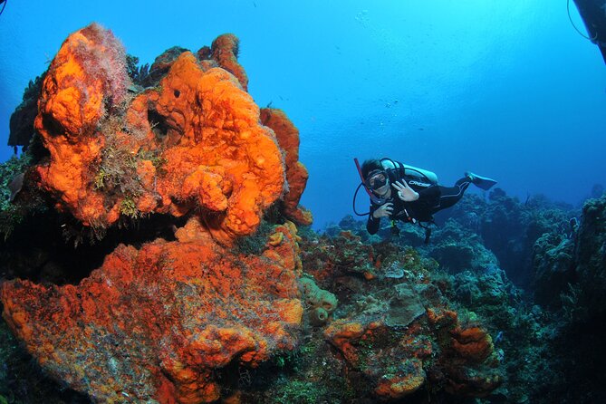 Discover scuba diving in Búzios - What you may see below the surface