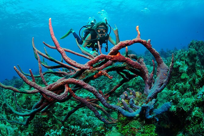 Discover scuba diving in Búzios - The photos and video are more useful than you might expect