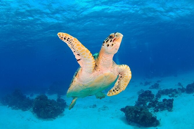 Discover scuba diving in Búzios - The first lesson: learning before going below