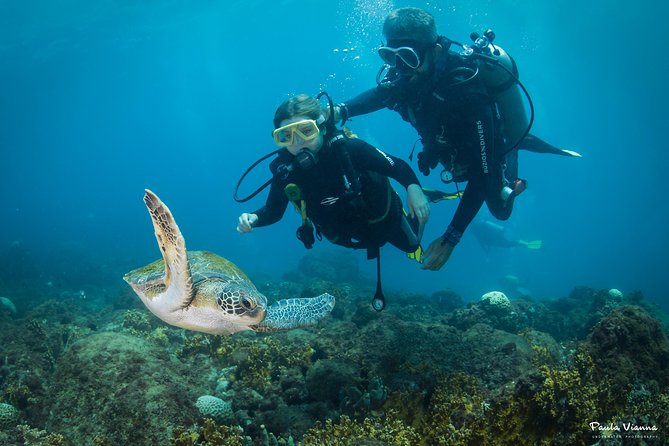 Diving for Beginners and Accredited - Búzios RJ - Leaving Búzios at 8:00 in the morning