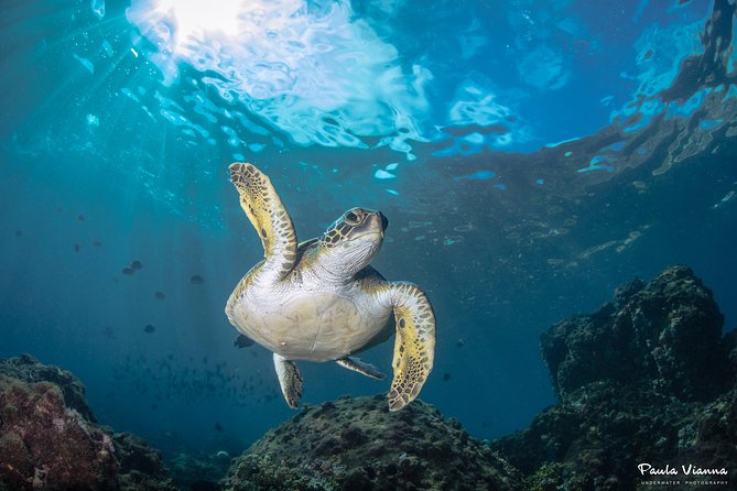 Diving for Beginners and Accredited - Búzios RJ - Reaching Âncora Island and the Turtle Sanctuary