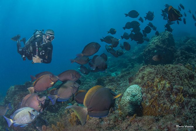 Diving for Beginners and Accredited - Búzios RJ - The real price is higher than $100