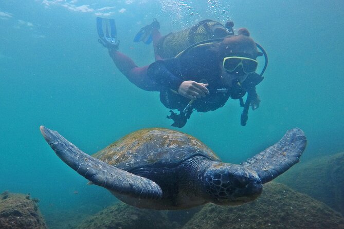 Diving with Turtles in Floripa - Starting at Barra Náutica at 8:00 am