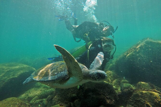 Diving with Turtles in Floripa - Is $97.82 a fair price?