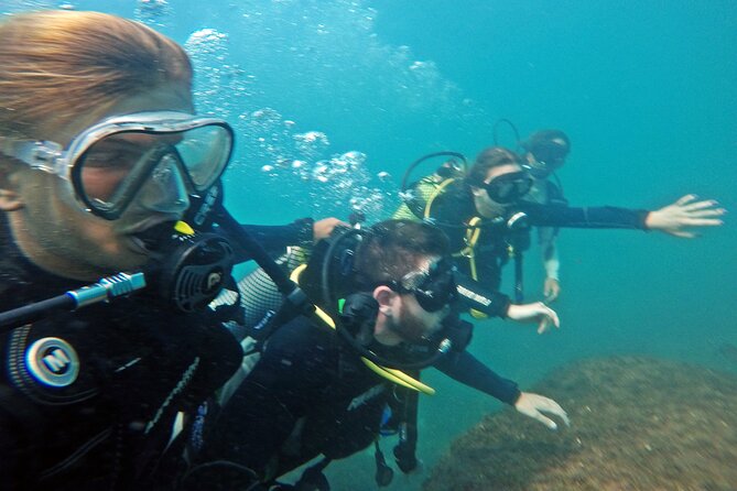 Diving with Turtles in Floripa - Who will enjoy this most?