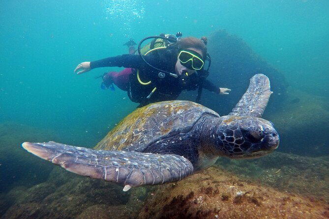 Diving with Turtles in Floripa - What happens during the 30-minute underwater session