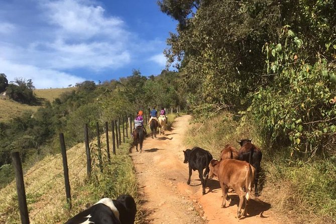 Exclusive Horse Experience with Pic-nic at Belvedere - Price, group size, and what you receive