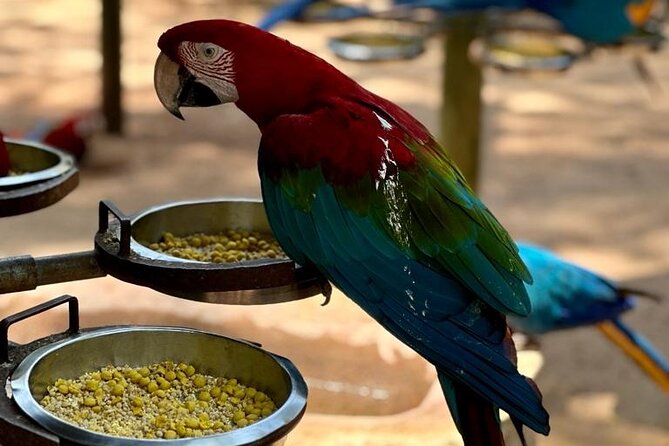 Excursion to the Brazilian Falls, Bird Park and Itaipu Plant - What the private vehicle adds to the day