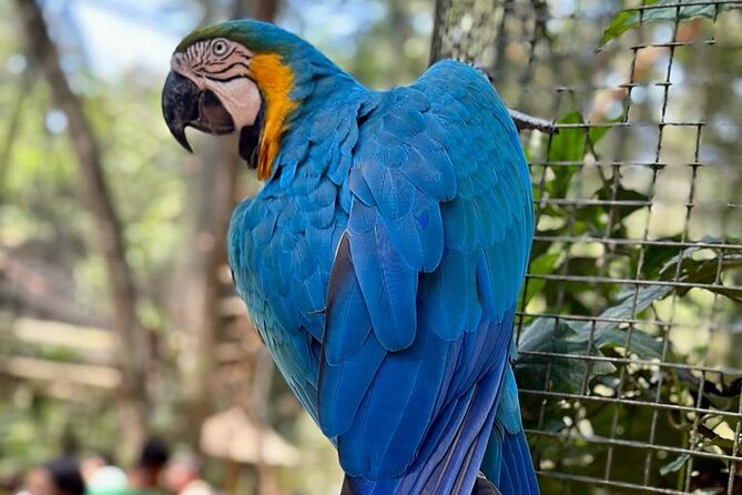 Excursion to the Brazilian Falls, Bird Park and Itaipu Plant - Is $147.02 plus tickets a fair price?