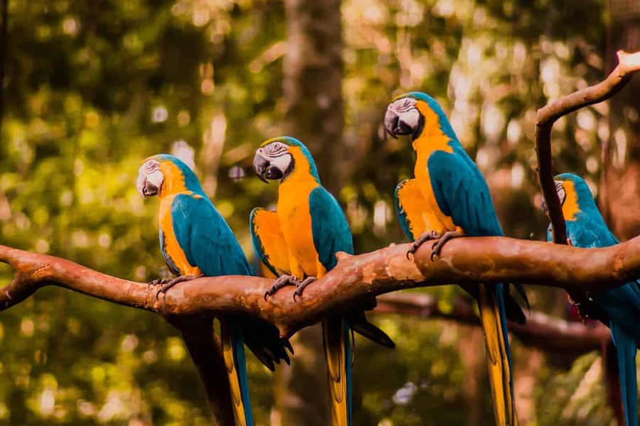 Experience the Brazilian Falls & Bird Park on a Guided Tour - The Brazilian Falls Circuit and its big panoramas