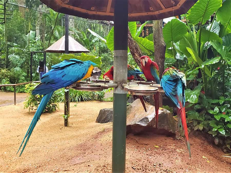 Experience the Brazilian Falls & Bird Park on a Guided Tour - Guiding, language, and the pace of the day