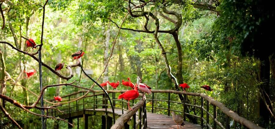 Experience the Brazilian Falls & Bird Park on a Guided Tour - Who will get the most from this tour
