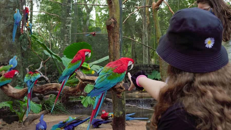 Experience the Brazilian Falls & Bird Park on a Guided Tour - Starting in Foz do Iguaçu with hotel pickup