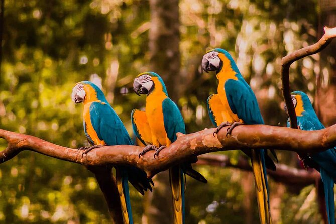 Explore Parque das Aves with a Guided Tour VIP - Key things to know before booking