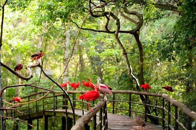 Explore Parque das Aves with a Guided Tour VIP - Starting at 8:30 am with hotel pickup