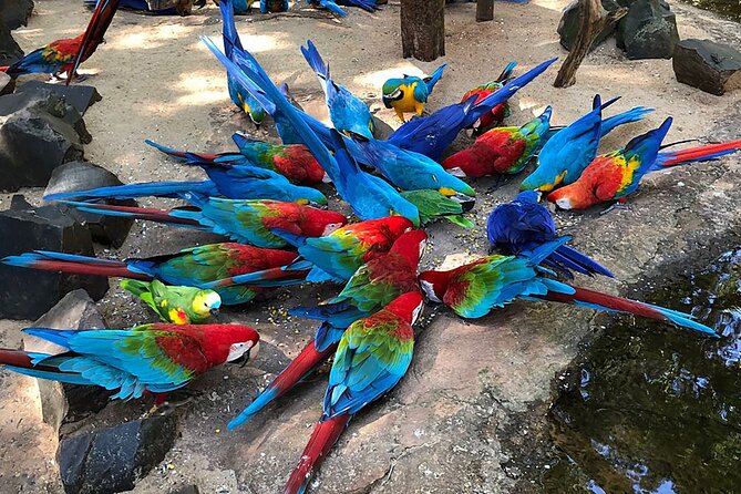 Explore Parque das Aves with a Guided Tour VIP - Macaws, toucans, flamingos, and more