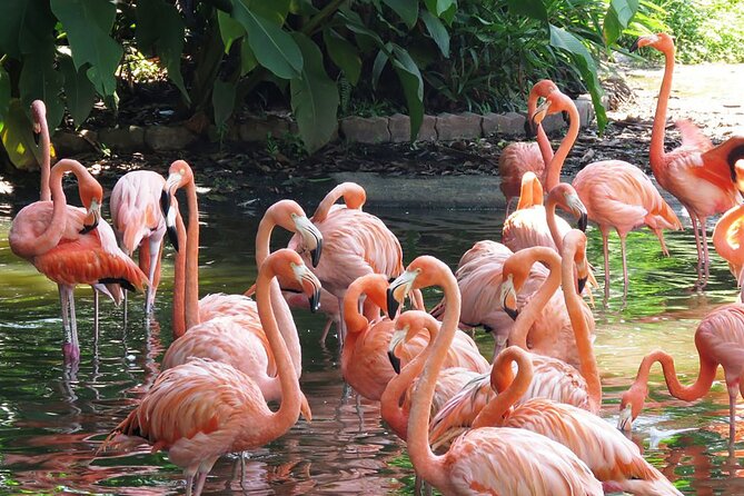Explore Parque das Aves with a Guided Tour VIP - Five hours beside Iguazu Falls