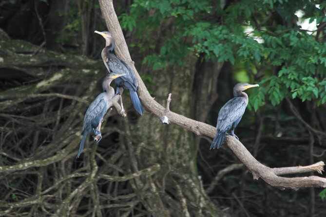 Exploring The Amazon 3D/2N At Amazon Peacock Paradise Ecolodge - From Manaus to the Meeting of the Waters