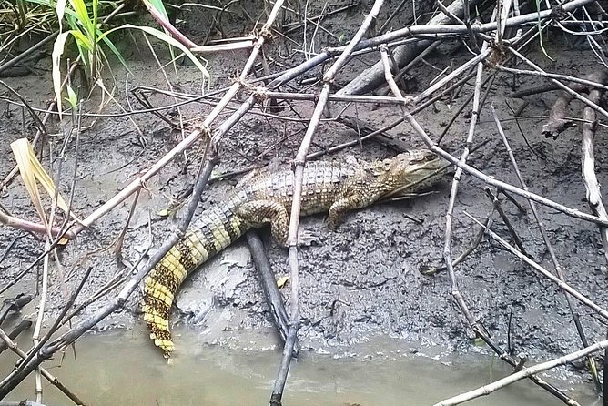 Exploring the Amazon by Boat with Sunset and Wildlife Observation - Key details before you book