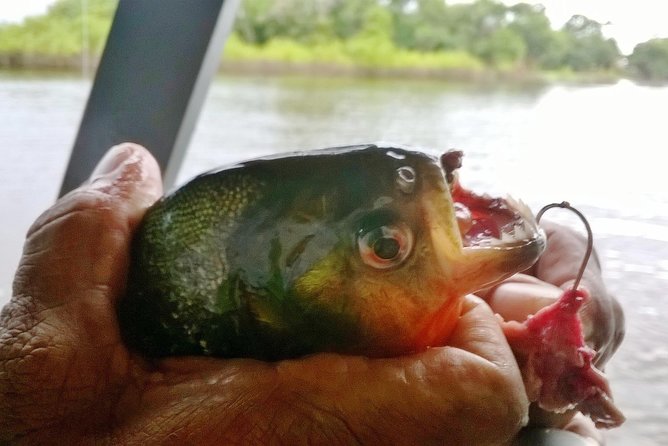 Exploring the Amazon by Boat with Sunset and Wildlife Observation - Leaving Manaus by road and speedboat