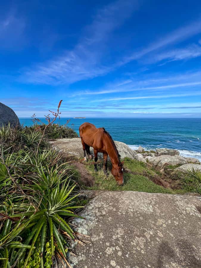 Florianopolis: Gravata Beach Trail with Picnic - Arriving at Secluded Gravata Beach