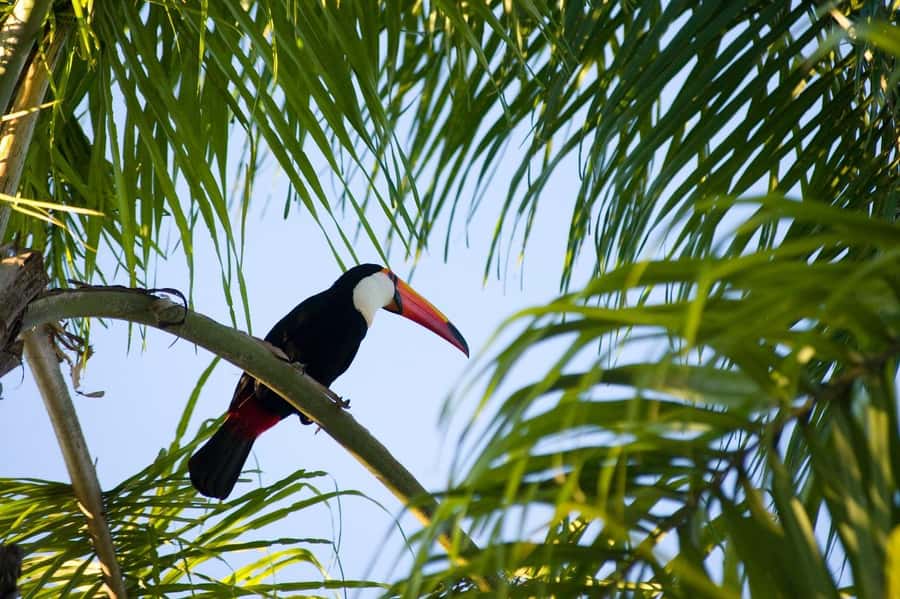 Florianopolis: Lagoinha do Leste Natural Park Hike - Weather, fitness, and what to pack