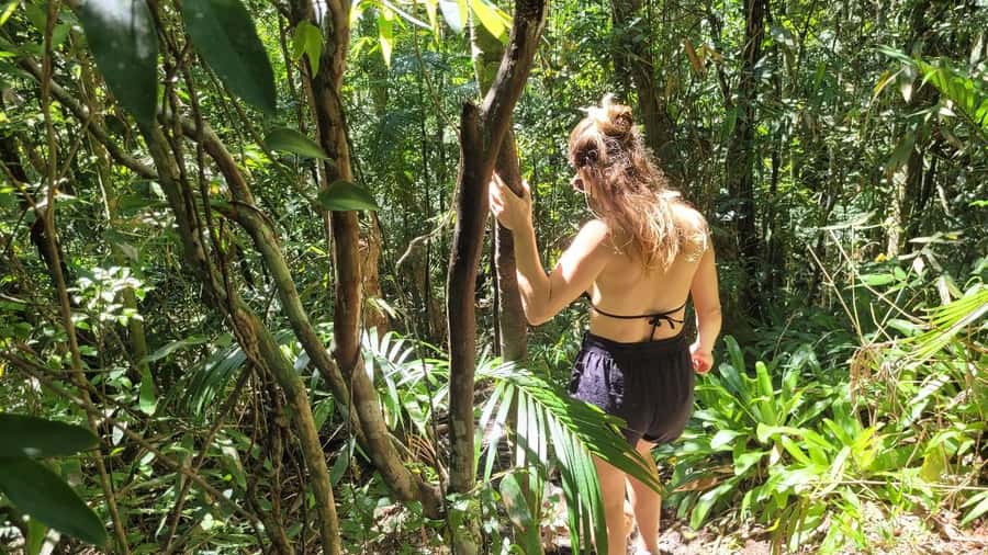 Florianopolis: Lagoinha do Leste Natural Park Hike - The Atlantic Forest trail, about 100 minutes