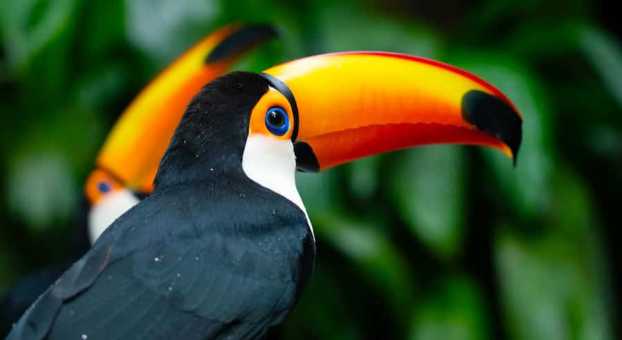Foz do Iguaçu: Bird Park Tour with Tickets - Key points to know before you book