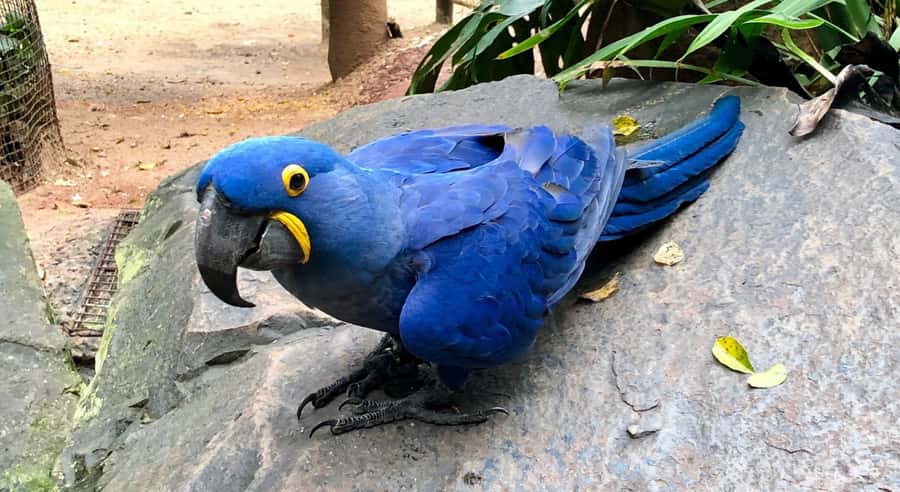 Foz do Iguaçu: Bird Park Tour with Tickets - Walking the jungle paths for about two hours