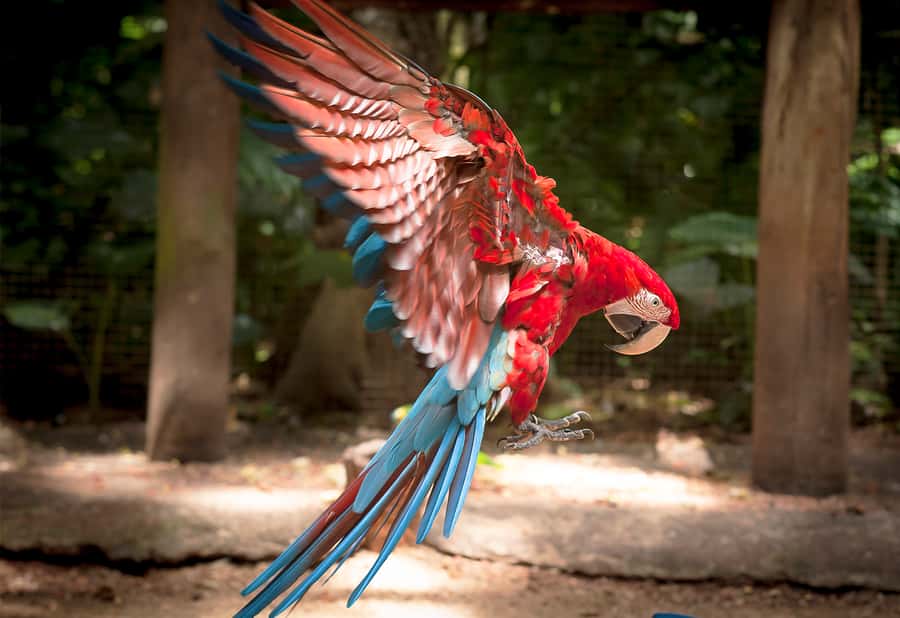 Foz do Iguaçu: Bird Park Tour with Tickets - The birds, reptiles, and smaller nurseries