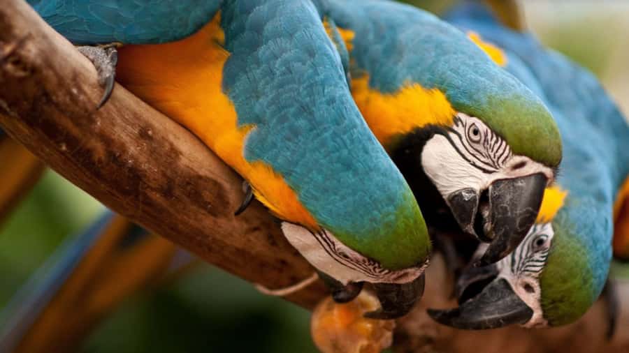 Foz do Iguaçu: Bird Park Tour with Tickets - The hotel pickup from Foz do Iguaçu