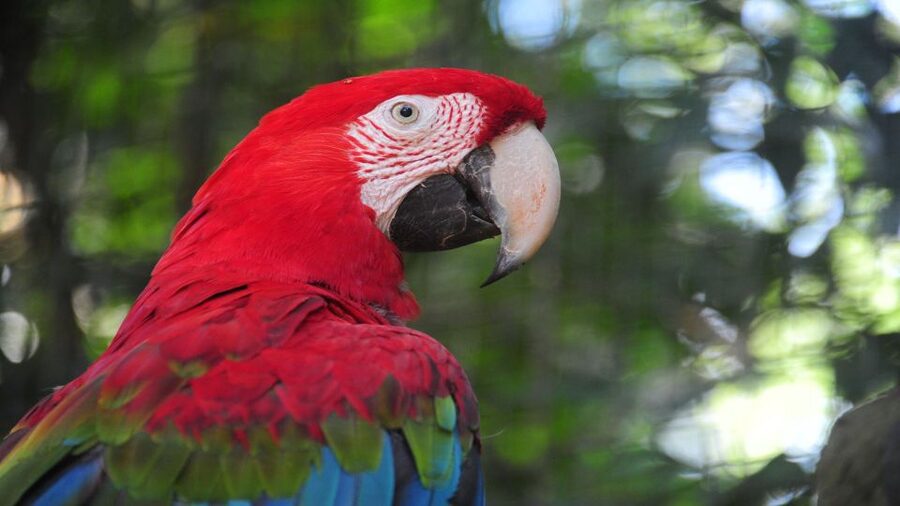 Foz do Iguaçu: Brazilian Side of the Falls + Bird Park - How much time do you really get?