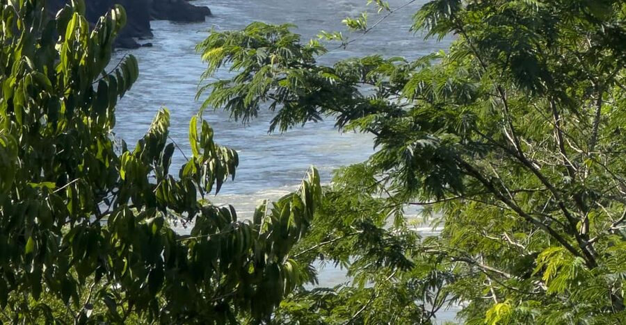 from Foz do Iguaçu: Private Tour on Argentinean Falls - The Upper Circuit, broad views over the forest